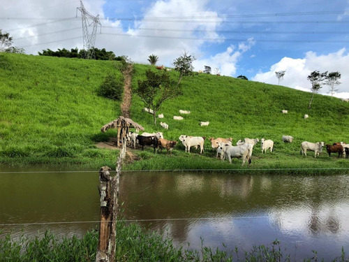 Imagem 8 de 15 de Fazenda Para Venda Em Canhotinho, Zona Rural - In - 0010_1-2014430