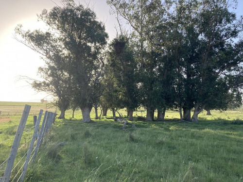 Imagen 14 de 14 de Campo De Casi 12 Hás En Ruta 40