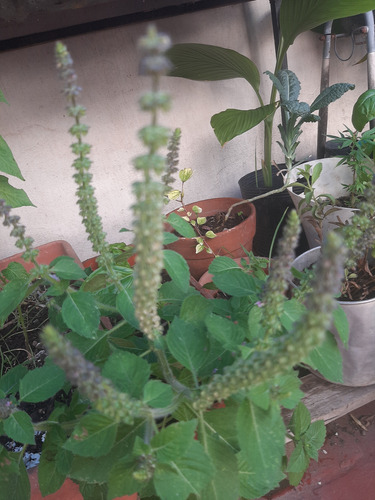 Plantin Albahaca Tulsi O Sagrada + 20 Semillas