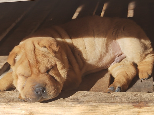 Imagen 2 de 5 de Hermosos Cachorros Shar Pei