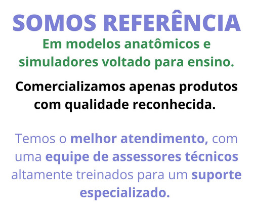 Crânio Humano Anatomia Origem Inserção Muscular Ossos Face