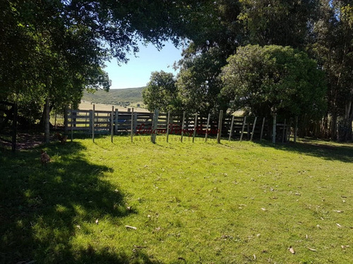 Venta De Chacra 46 Has Y Media Las Cañas Con Muy Buena Produccion De Olivos - Ref: 18579