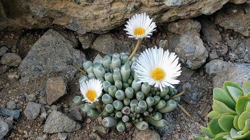 Frenestraria Aurantiaca Suculenta Africana Lithops Cactus
