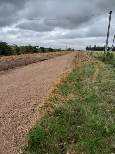 Campo