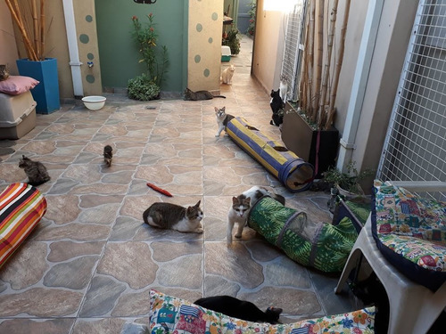 Imagen 3 de 5 de Guardería - Spa Felino Apocalypto