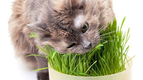 Kit Sementes De Grama E Erva Dos Gatos Catnip Promoçao