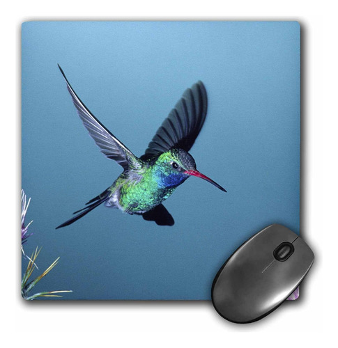 Colibri De Pico Ancho, 8 X 8 X 0.25, De 3drose, Southern...