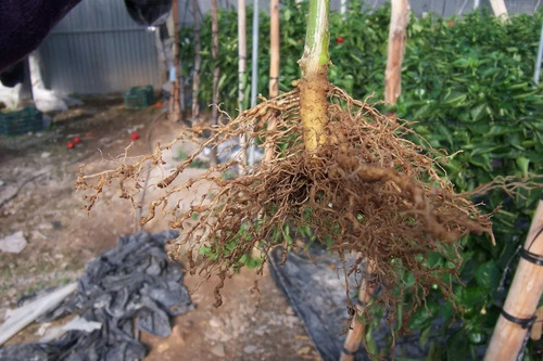 Nematicida Organico Extracto Higuera, Cempasúchil Anema 20 L