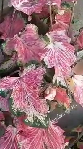 Caladium Pink Symphony Uma Folha