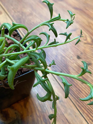 Imagen 6 de 7 de Senecio Peregrino Delfin Med-grande - Suculenta Exotica
