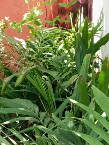 Plantas De Chaguaramo Enano.