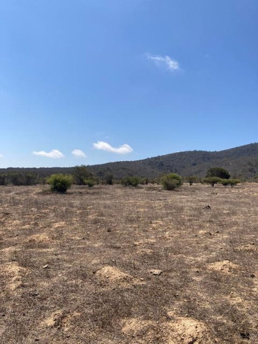 Imagen 3 de 16 de Sitio Condominio Foresta De Zapallar/ruta 5 Norte