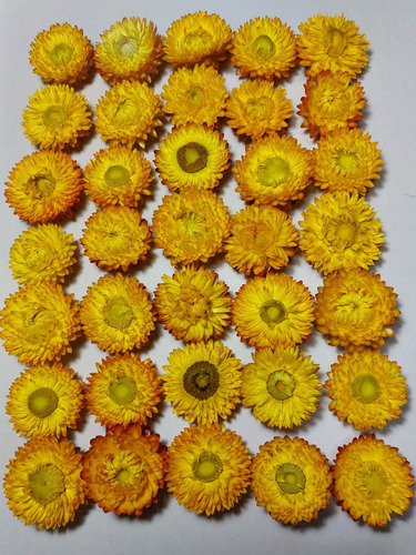 Flores Secas Siemprevivas Amarillas X 35