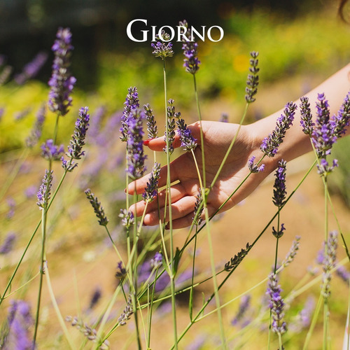 Imagem 3 de 8 de Sabonete Liquido Aroma Lavanda 350ml Giorno