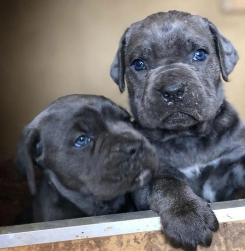 Cane Corso Último Macho