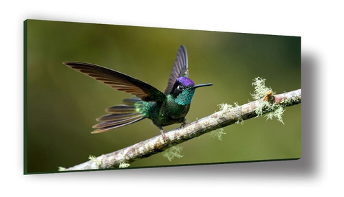 Cuadro Bastidor Poster Arte Digital 4k Colibrí Y Rama 56x100