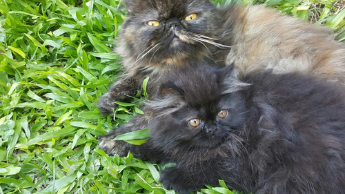 Hermosos Gatos Persas