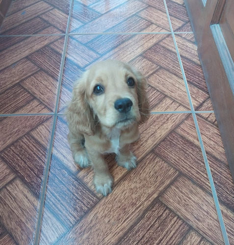 Cocker Spaniel Inglés