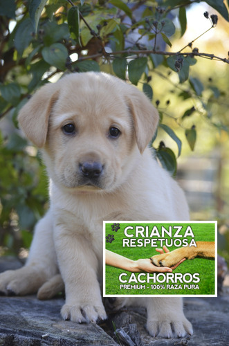 Labrador Retriever Machitos Hermosos 24 Meses Garantia Salud