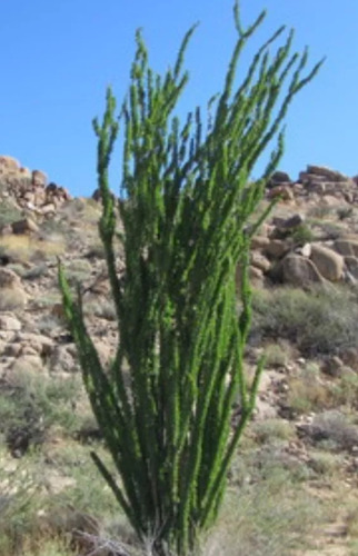 Fouquieria Splendens, Ocotillo, 10 Semillas, Mp