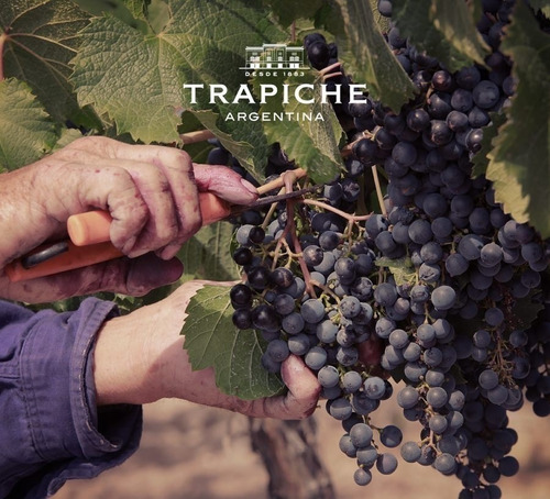 Imagen 2 de 10 de Vino Trapiche Finca Ambrosía Malbec X 6 X 750ml. Cuo