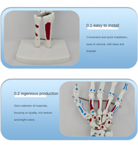 - Modelo De Articulación De Mano Con Muñeca, Cúbito Y