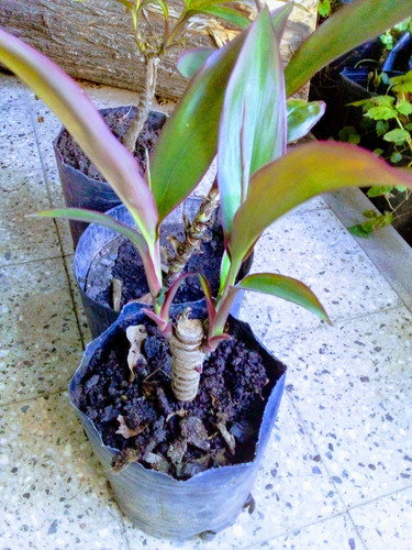 Dracena Rubra - Planta Dracena Roja Planta