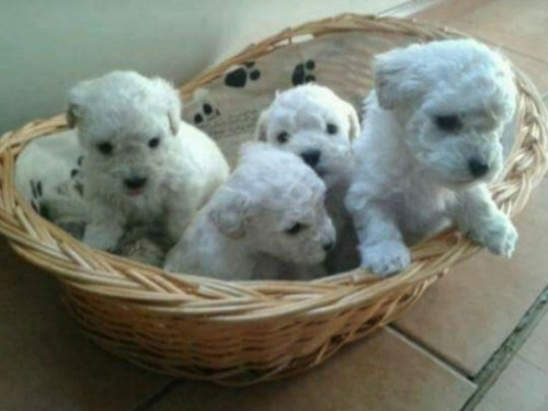 Imagen 2 de 3 de Caniche Micro Toy Mini Toy Hembra