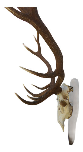 Cervus Elaphus - Cornamenta 15 Puntas - De Goma Marrón Oscuro (Usado)