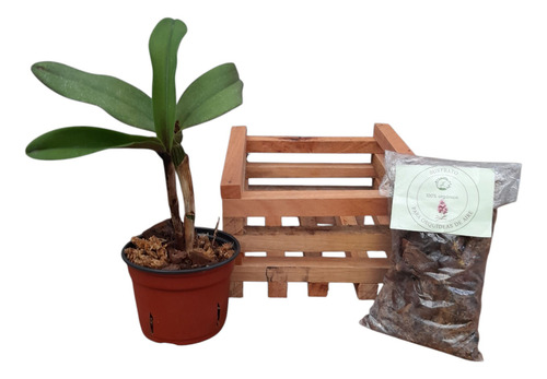 Planta, Combo Orquídea + Cajoncito De Madera + Sustrato.