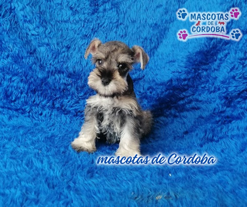 Schnauzer Miniatura Cachorro En Xalapa Veracruz