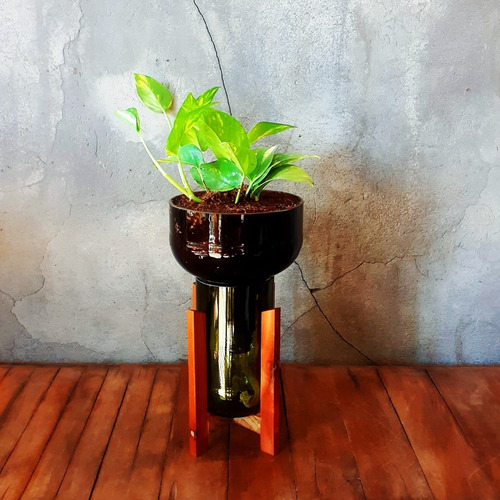 Imagen 3 de 8 de Scindapsus Little Plant 27 Con Soporte, Maceta Autorregante