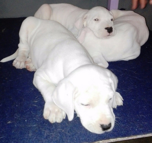 Imagen 4 de 8 de Dogo Argentino Cachorros De Excelente Linea De Sangre