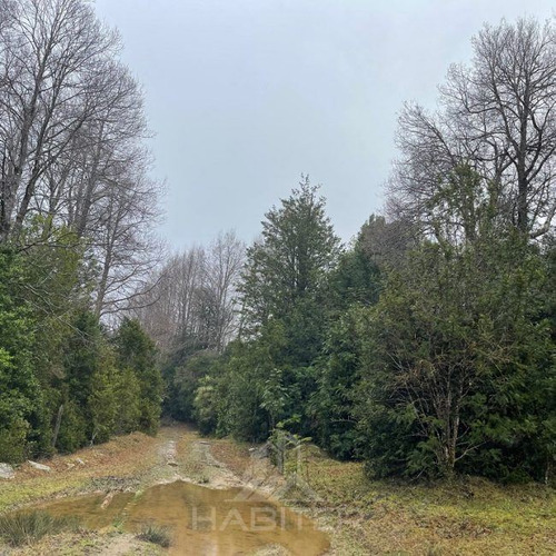 Campo De Bosque Nativo. Cercano A Parque Alerce Costero
