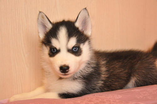 Asombroso Husky Pedigri Chip Garantía De Vida 3