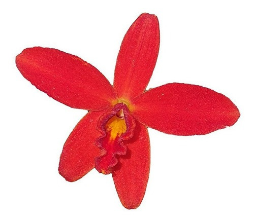 Orquidea Mini Cattleya | MercadoLivre 📦