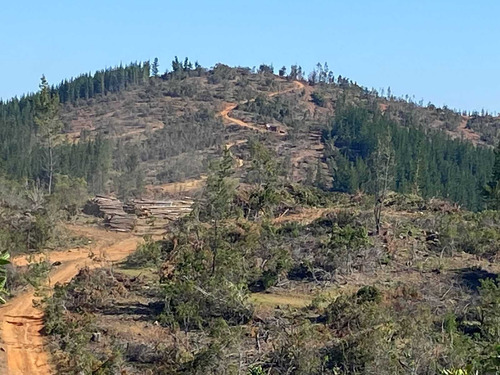 Bosque Con Manejo Cauquenes Inversión (63196)