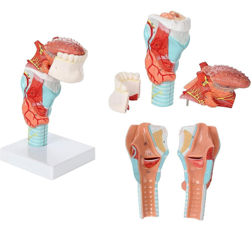 Laringe Humana Con Diente Y Lengua Modelo Anatomia Garganta