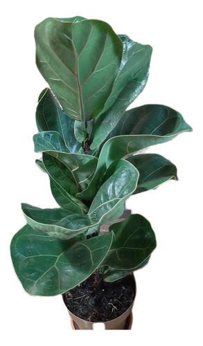 Ficus Lyrata 