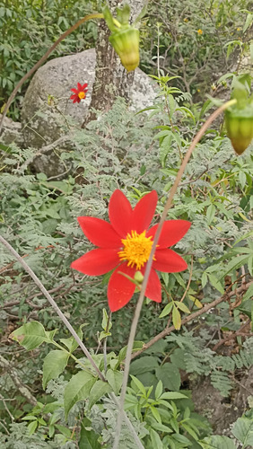 Dalia Coccinea, Dalia Roja, 100 Semillas, Nv