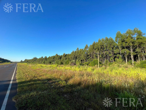 Venta De Campos En Santa Rosa - Concepción - Corrientes