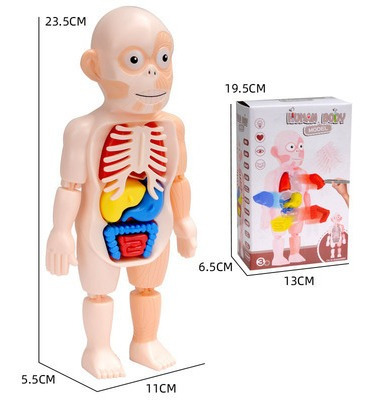 Rompecabezas 3d, Modelo Anatómico Humano | Meses sin intereses