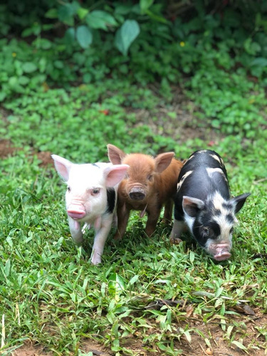 Filhotes Mini Pig Macho