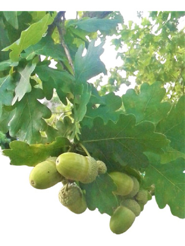 Vivero Cielo Verde Orgánico, Roble Quercus Robur