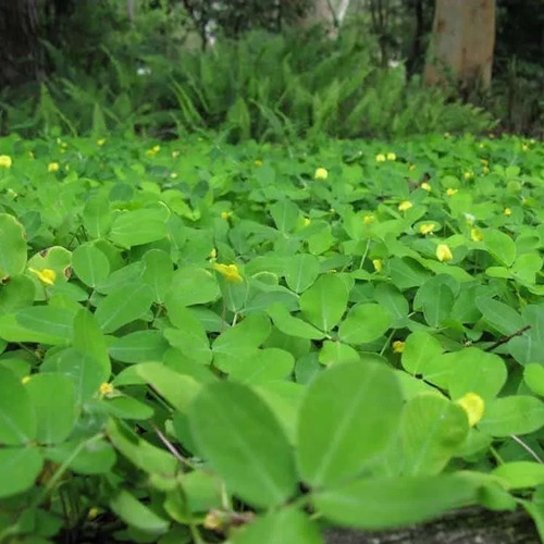 1 Muda De Grama Amendoim Ideal Para Paisagismo Jardins