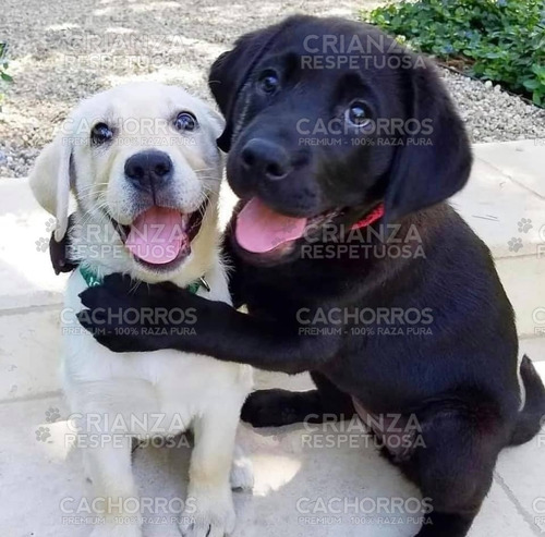 Cachorros Labrador Puros Sanos Robustos Con Vacuna Y Libreta