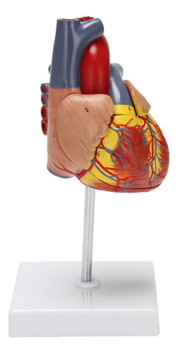 Modelo De Corazón Humano 1:1, Modelo De Corazón Anatómico