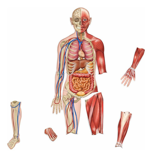 Juego Educativo Recursos De Ensenanza: Cuerpo Humano Fr80jc