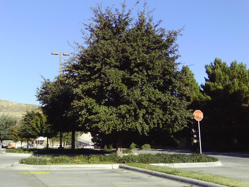 Arbol De Encino Siempreverde 1mt. (envio Incluido)oak Live