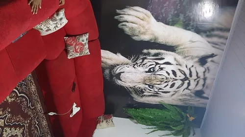 Painel Adesivo de Parede - Tigre Branco - Animais - 1670png